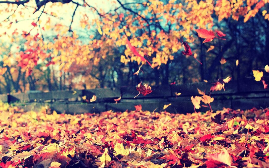 Bladbakken en bladruimen